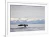 Tail Fluke of Diving Humpback Whale in Frederick Sound-null-Framed Photographic Print