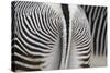 Tail & Hindquarters of of Grevy's Zebra (Equus Grevyi)-Scott T. Smith-Stretched Canvas