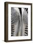 Tail & Hindquarters of of Grevy's Zebra (Equus Grevyi)-Scott T. Smith-Framed Photographic Print