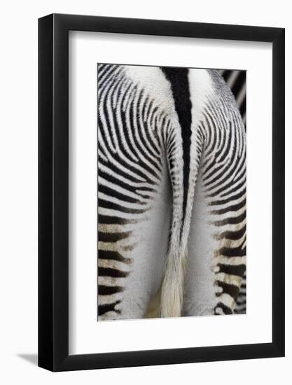 Tail & Hindquarters of of Grevy's Zebra (Equus Grevyi)-Scott T. Smith-Framed Photographic Print