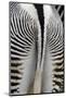 Tail & Hindquarters of of Grevy's Zebra (Equus Grevyi)-Scott T. Smith-Mounted Photographic Print