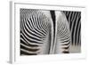 Tail & Hindquarters of of Grevy's Zebra (Equus Grevyi)-Scott T. Smith-Framed Photographic Print