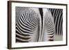 Tail & Hindquarters of of Grevy's Zebra (Equus Grevyi)-Scott T. Smith-Framed Photographic Print