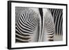 Tail & Hindquarters of of Grevy's Zebra (Equus Grevyi)-Scott T. Smith-Framed Photographic Print