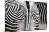 Tail & Hindquarters of of Grevy's Zebra (Equus Grevyi)-Scott T. Smith-Mounted Photographic Print