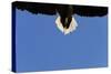 Tail of a Flying White Tailed Sea Eagle (Haliaeetus Albicilla) Flatanger, Nord Tr?ndelag, Norway-Widstrand-Stretched Canvas