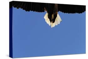 Tail of a Flying White Tailed Sea Eagle (Haliaeetus Albicilla) Flatanger, Nord Tr?ndelag, Norway-Widstrand-Stretched Canvas