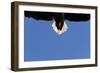 Tail of a Flying White Tailed Sea Eagle (Haliaeetus Albicilla) Flatanger, Nord Tr?ndelag, Norway-Widstrand-Framed Photographic Print