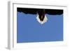 Tail of a Flying White Tailed Sea Eagle (Haliaeetus Albicilla) Flatanger, Nord Tr?ndelag, Norway-Widstrand-Framed Photographic Print