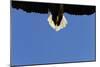 Tail of a Flying White Tailed Sea Eagle (Haliaeetus Albicilla) Flatanger, Nord Tr?ndelag, Norway-Widstrand-Mounted Photographic Print