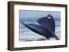 Tail of a Gray Whale-Ken Archer-Framed Photographic Print