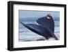 Tail of a Gray Whale-Ken Archer-Framed Photographic Print