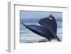 Tail of a Gray Whale-Ken Archer-Framed Photographic Print