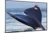 Tail of a Gray Whale-Ken Archer-Mounted Photographic Print