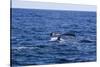 Tail of Humpback Whale from Victoria Marine Boat-Massimo Borchi-Stretched Canvas