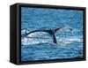 Tail of Humpback Whale, Hervey Bay, Queensland, Australia-David Wall-Framed Stretched Canvas