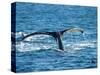 Tail of Humpback Whale, Hervey Bay, Queensland, Australia-David Wall-Stretched Canvas