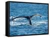 Tail of Humpback Whale, Hervey Bay, Queensland, Australia-David Wall-Framed Stretched Canvas