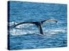 Tail of Humpback Whale, Hervey Bay, Queensland, Australia-David Wall-Stretched Canvas