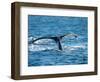 Tail of Humpback Whale, Hervey Bay, Queensland, Australia-David Wall-Framed Photographic Print