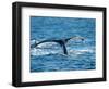 Tail of Humpback Whale, Hervey Bay, Queensland, Australia-David Wall-Framed Photographic Print