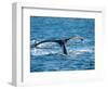 Tail of Humpback Whale, Hervey Bay, Queensland, Australia-David Wall-Framed Photographic Print