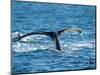 Tail of Humpback Whale, Hervey Bay, Queensland, Australia-David Wall-Mounted Photographic Print