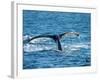 Tail of Humpback Whale, Hervey Bay, Queensland, Australia-David Wall-Framed Photographic Print