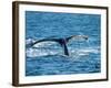 Tail of Humpback Whale, Hervey Bay, Queensland, Australia-David Wall-Framed Photographic Print