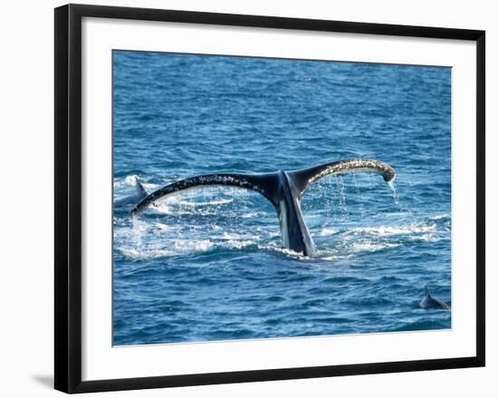 Tail of Humpback Whale, Hervey Bay, Queensland, Australia-David Wall-Framed Photographic Print