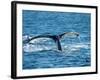 Tail of Humpback Whale, Hervey Bay, Queensland, Australia-David Wall-Framed Photographic Print