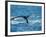 Tail of Humpback Whale, Hervey Bay, Queensland, Australia-David Wall-Framed Photographic Print