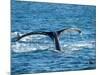 Tail of Humpback Whale, Hervey Bay, Queensland, Australia-David Wall-Mounted Photographic Print