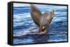 Tail of Humpback Whale, Svalbard, Norway-Françoise Gaujour-Framed Stretched Canvas