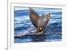 Tail of Humpback Whale, Svalbard, Norway-Françoise Gaujour-Framed Photographic Print