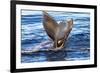 Tail of Humpback Whale, Svalbard, Norway-Françoise Gaujour-Framed Photographic Print