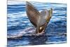 Tail of Humpback Whale, Svalbard, Norway-Françoise Gaujour-Mounted Photographic Print