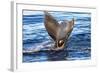 Tail of Humpback Whale, Svalbard, Norway-Françoise Gaujour-Framed Photographic Print