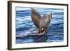 Tail of Humpback Whale, Svalbard, Norway-Françoise Gaujour-Framed Photographic Print