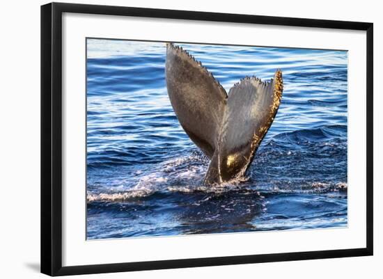 Tail of Humpback Whale, Svalbard, Norway-Françoise Gaujour-Framed Photographic Print