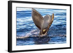 Tail of Humpback Whale, Svalbard, Norway-Françoise Gaujour-Framed Photographic Print