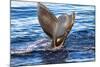 Tail of Humpback Whale, Svalbard, Norway-Françoise Gaujour-Mounted Photographic Print