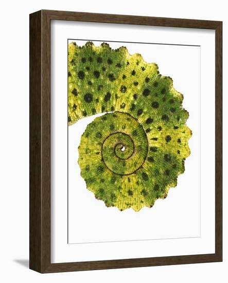 Tail of Meller's Chameleon-Martin Harvey-Framed Photographic Print