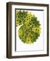 Tail of Meller's Chameleon-Martin Harvey-Framed Photographic Print