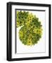 Tail of Meller's Chameleon-Martin Harvey-Framed Photographic Print