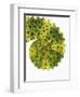 Tail of Meller's Chameleon-Martin Harvey-Framed Photographic Print