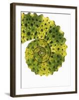 Tail of Meller's Chameleon-Martin Harvey-Framed Photographic Print