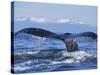 Tail of Surfacing Humpback Whale-Paul Souders-Stretched Canvas