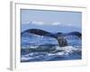 Tail of Surfacing Humpback Whale-Paul Souders-Framed Photographic Print