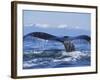 Tail of Surfacing Humpback Whale-Paul Souders-Framed Photographic Print